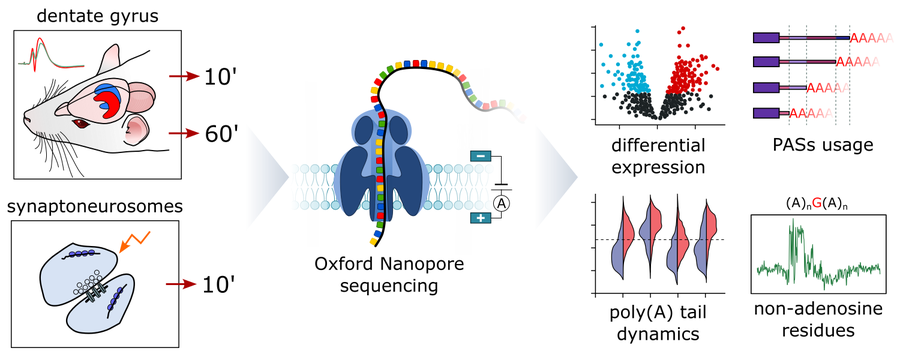 Graphical abstract: rodent brain and synaptoneurosome samples feeding into nanopore sequencing and four downstream analyses.