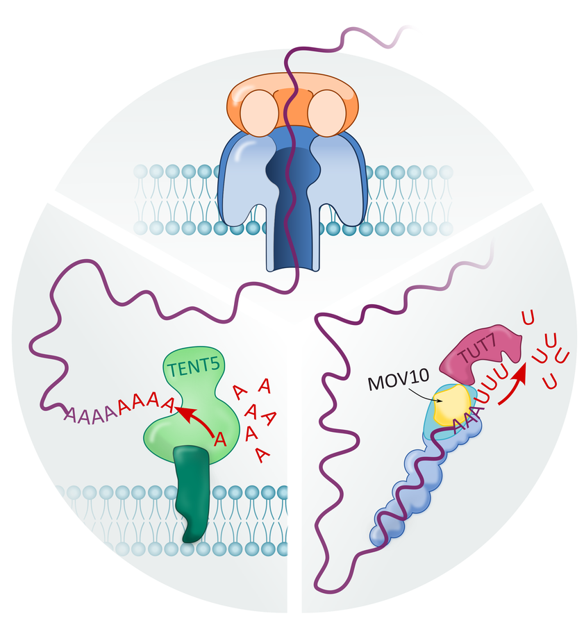 Circular diagram: an mRNA threading a nanopore, with TENT5-mediated adenylation on one side and MOV10 and TUT7 uridylation on the other.