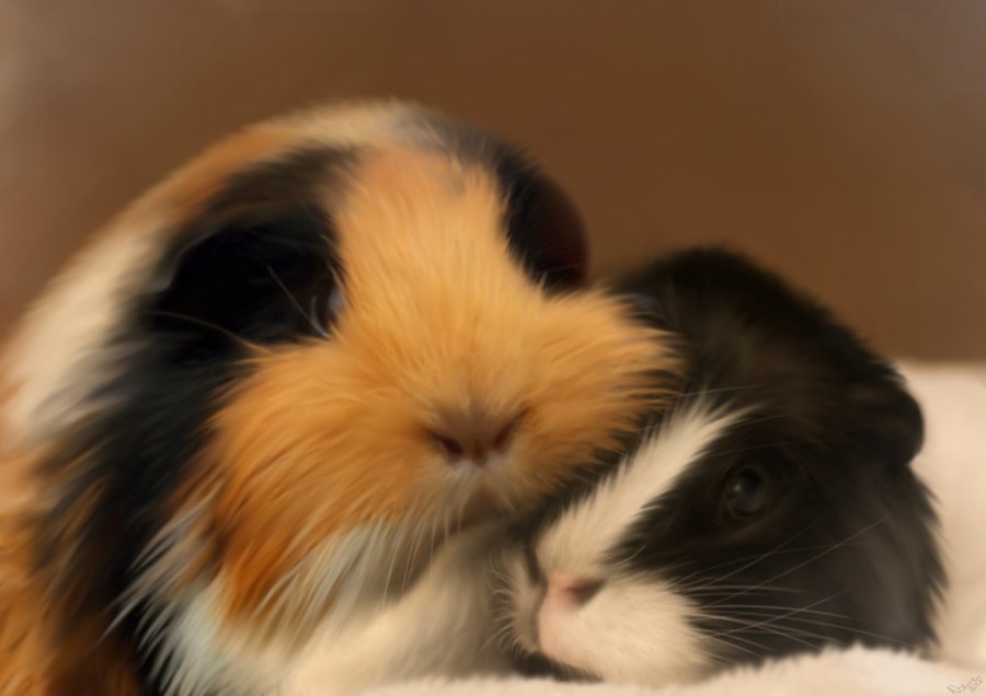 Digital painting of two long-haired guinea pigs resting together.