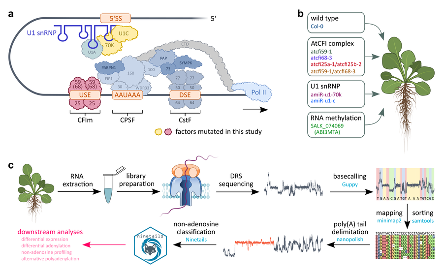 Three-panel figure: the polyadenylation complex on a pre-mRNA, a panel of Arabidopsis genotypes, and a sequencing and analysis workflow.