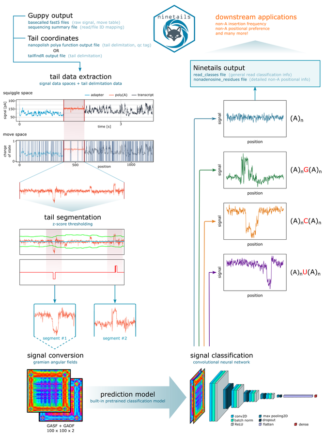 Method figure showing nanopore signal segmented, converted to Gramian angular field images and classified by a convolutional network.